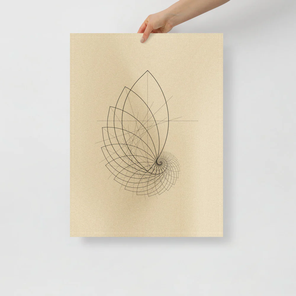 Ammonite Sketch - Image 11