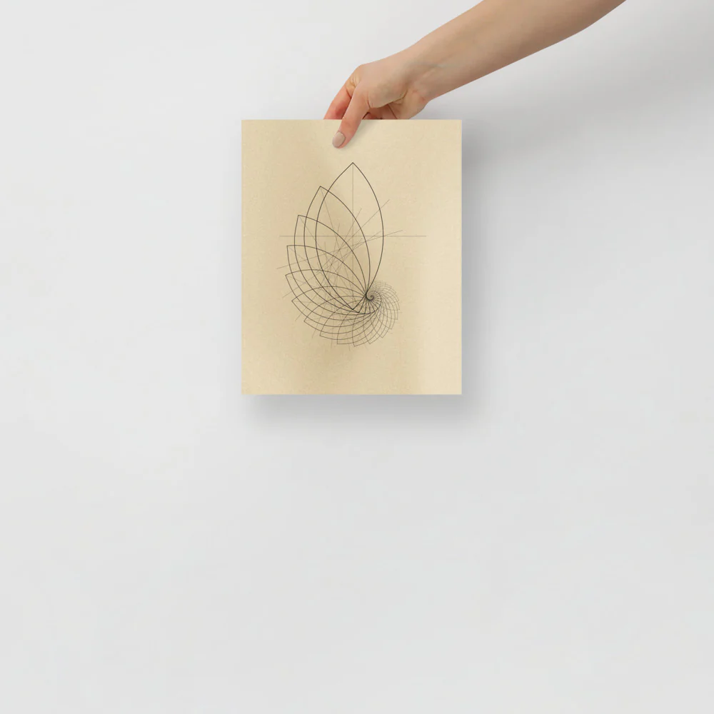 Ammonite Sketch - Image 2