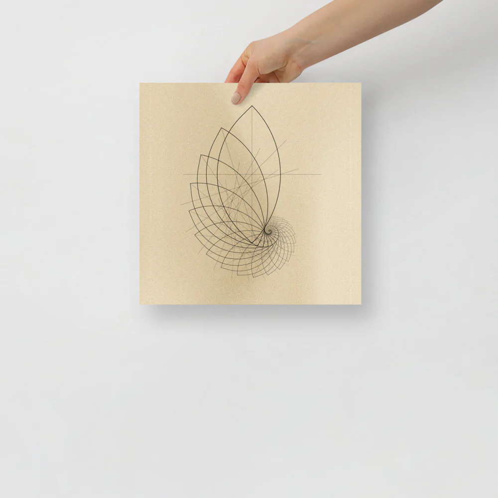 Ammonite Sketch - Image 4