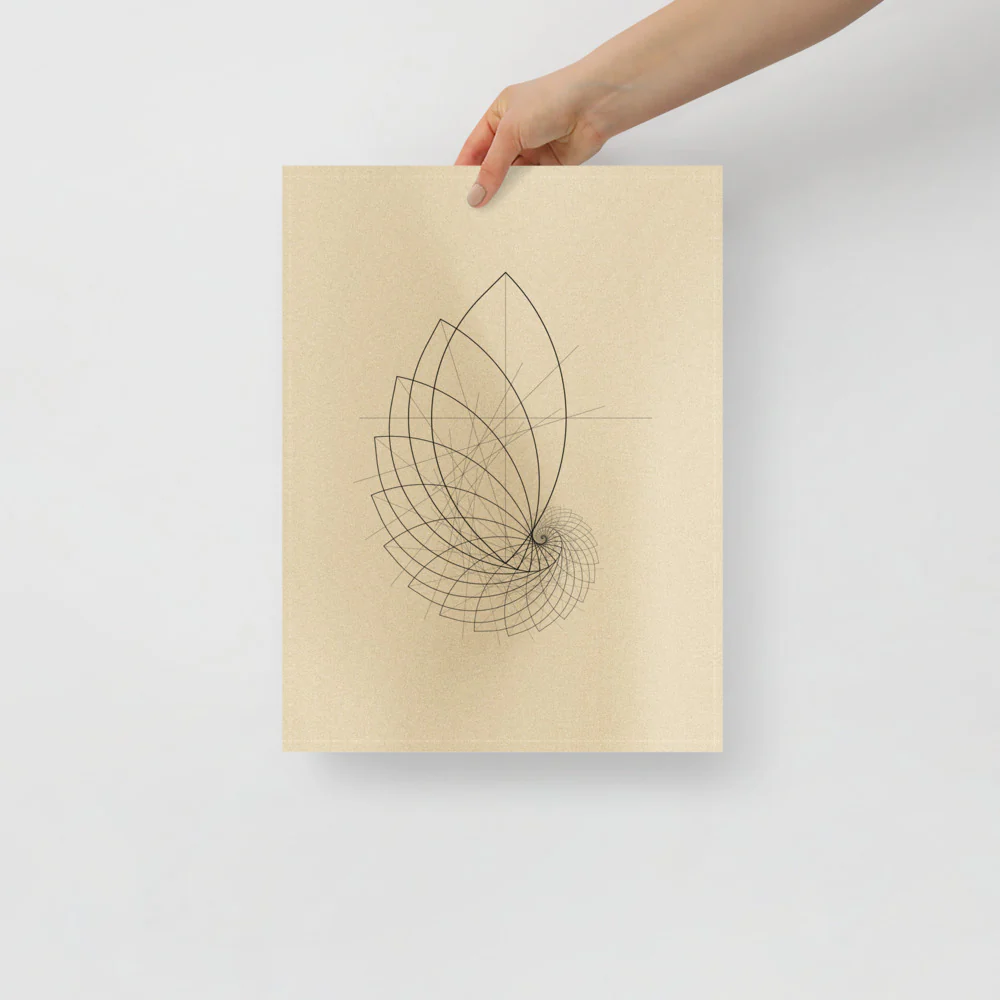 Ammonite Sketch - Image 5