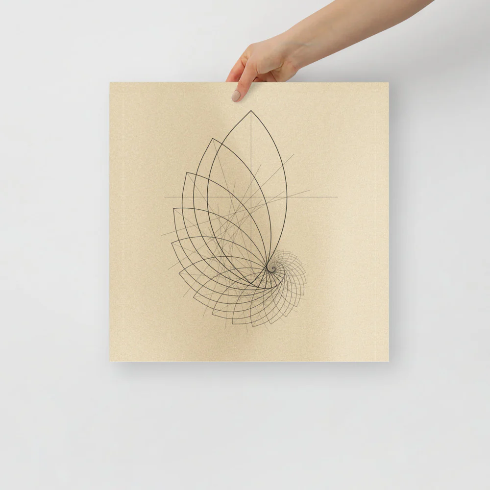 Ammonite Sketch - Image 8