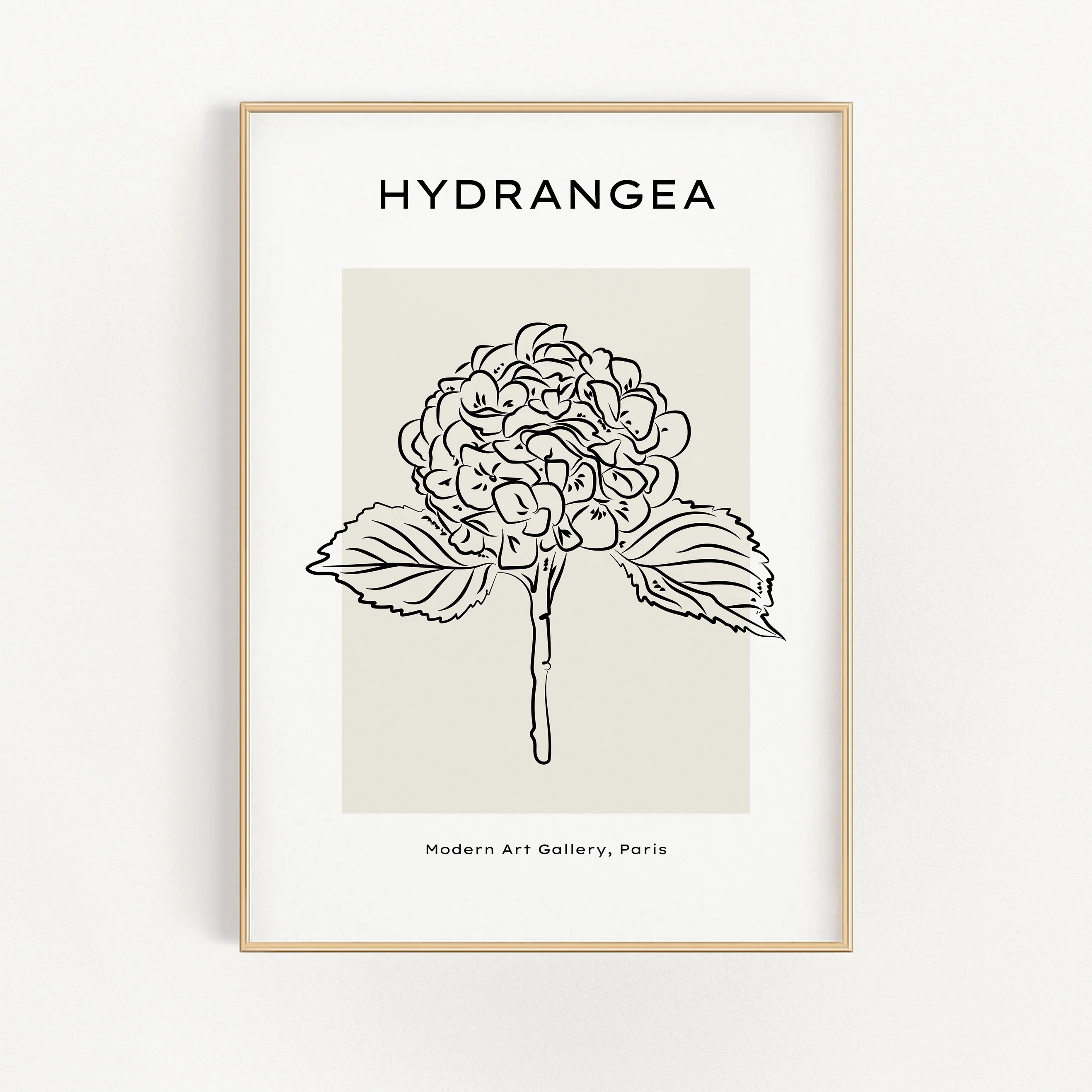 Hydrangea