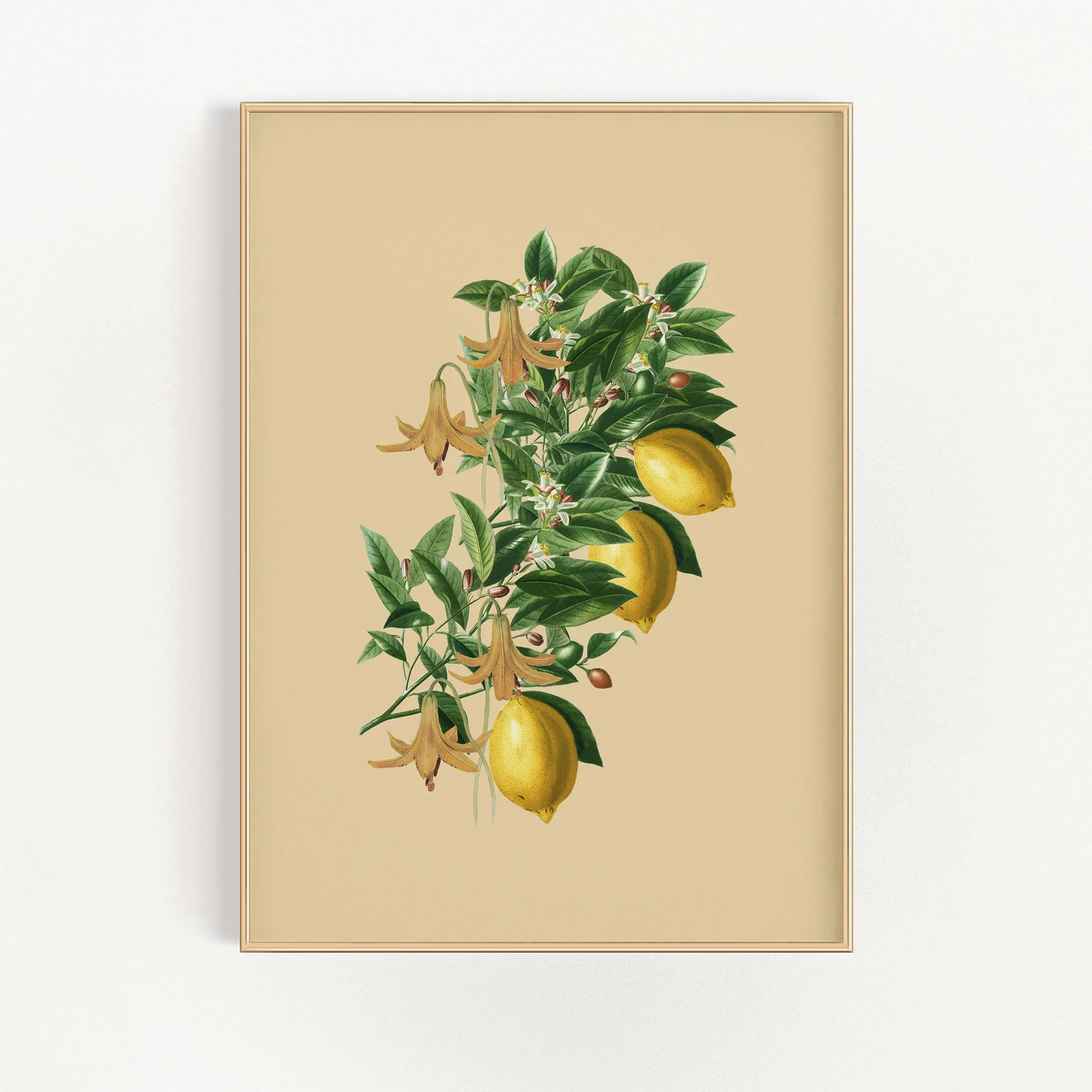 Lemon Farms In Italy