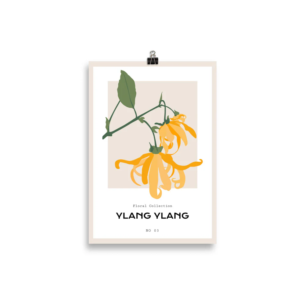 Ylang Ylang - Image 2