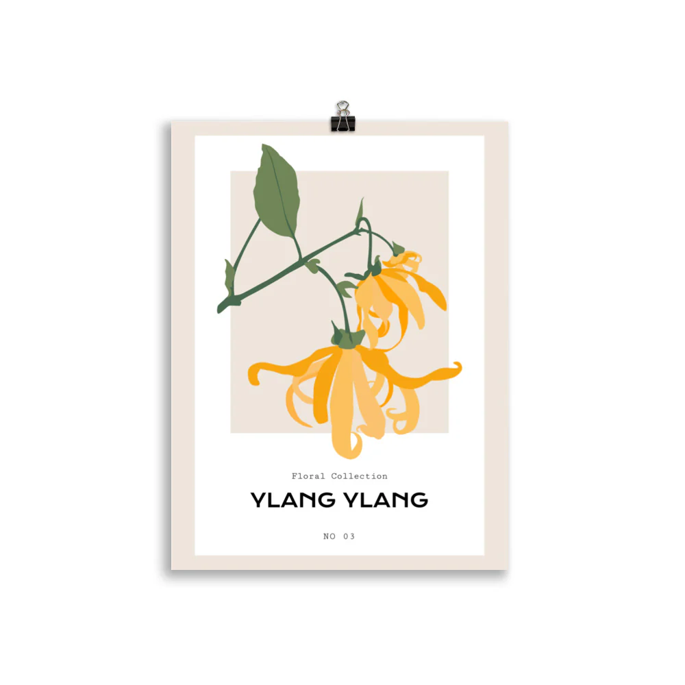 Ylang Ylang - Image 3