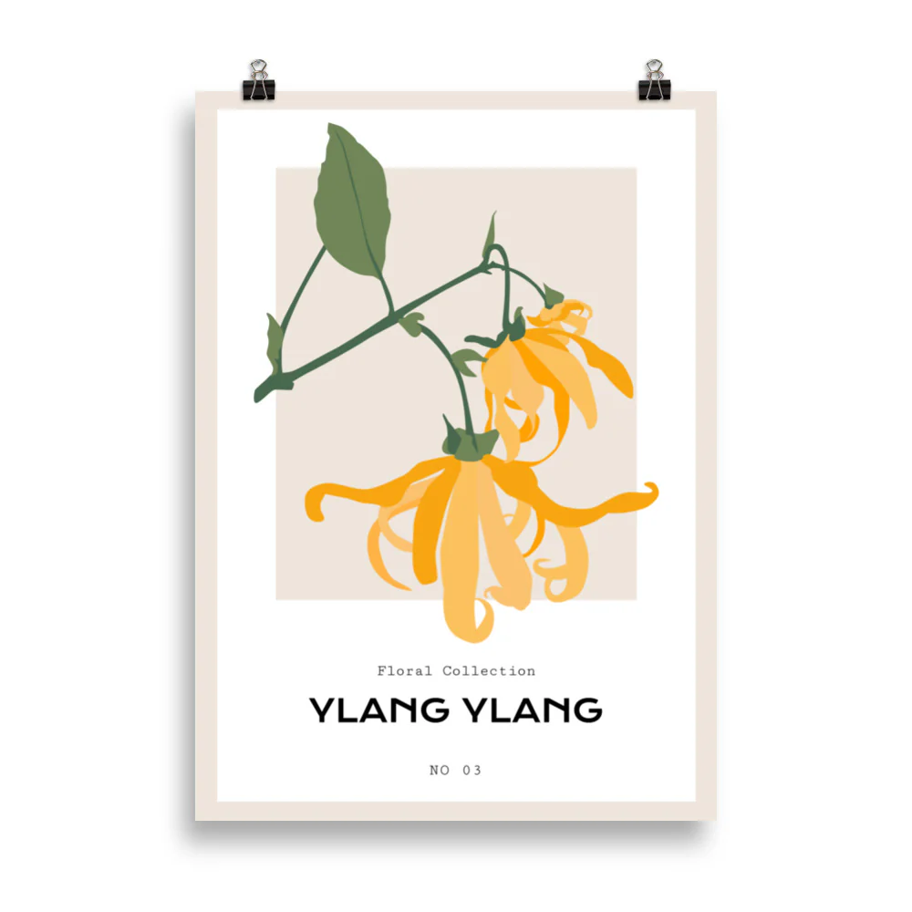 Ylang Ylang - Image 4