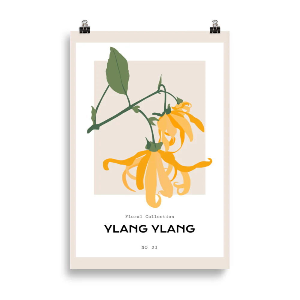 Ylang Ylang - Image 5