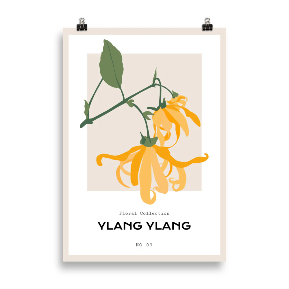 Ylang Ylang - Image 6